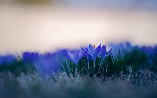Blue flower grass macro nature #2 free wallpaper - medium preview image