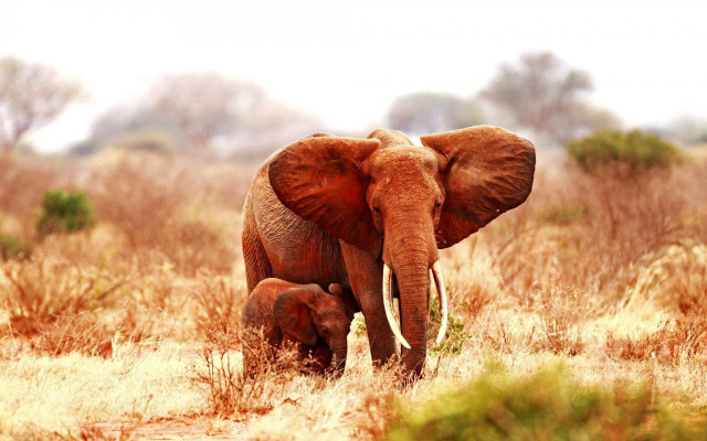 Elephants autumn fire volcano nature free wallpaper - medium preview image