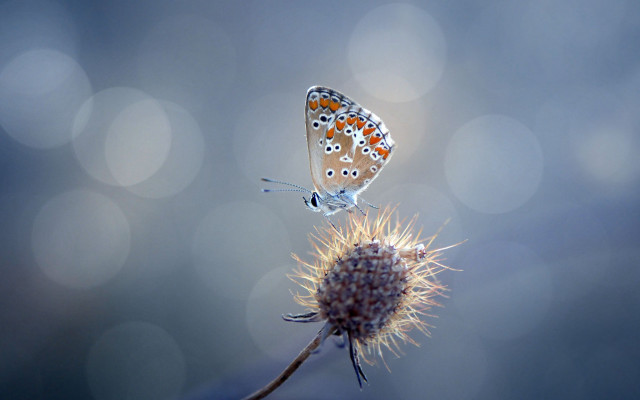 Butterfly flower bokeh light macro #2 free wallpaper - medium preview image