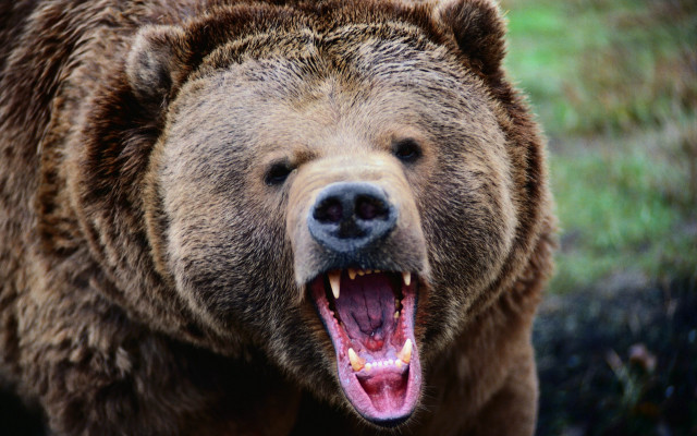 Brown bear open mouth teeth #2 free wallpaper - medium preview image
