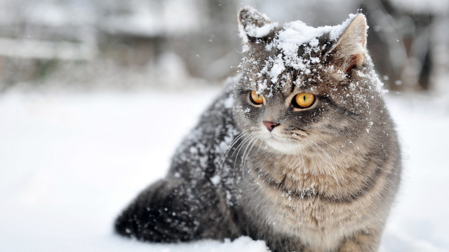 Cat snow winter impressionism yellow free wallpaper for desktop - medium preview image