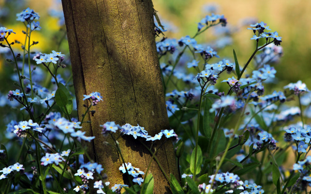Blue flower tree field butterfly free wallpaper - medium preview image