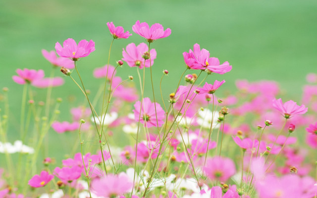 Pink flowers white flower field free wallpaper - medium preview image
