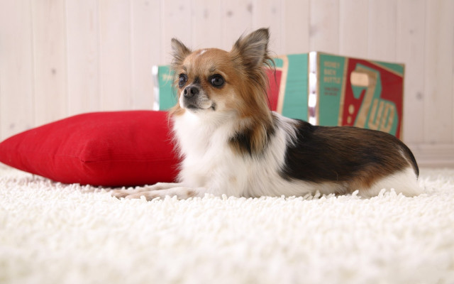 Small dog white carpet red free wallpaper - medium preview image