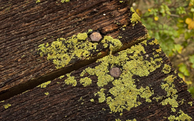 Wooden bench moss forest autumn free wallpaper - medium preview image