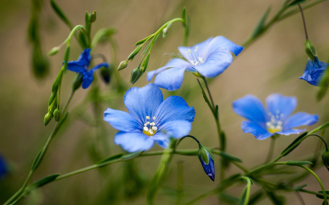 Blue flowers green stems bokeh free wallpaper - medium preview image