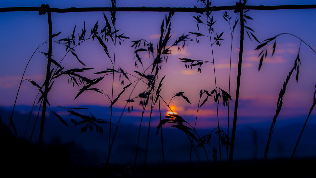 Sunset tallgrass fence backlight berndfasching free wallpaper - medium preview image