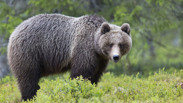 Brown bear standing green field #2 free wallpaper - medium preview image