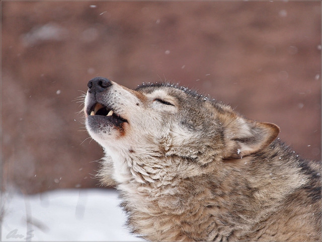 Wolf looking up open mouth free wallpaper - medium preview image