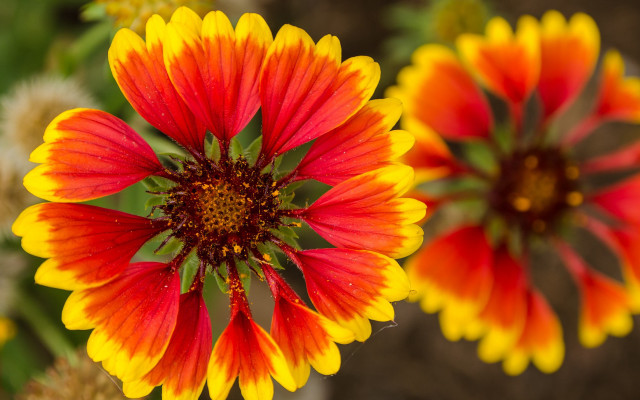 Colorful flower macro blurry background free wallpaper - medium preview image