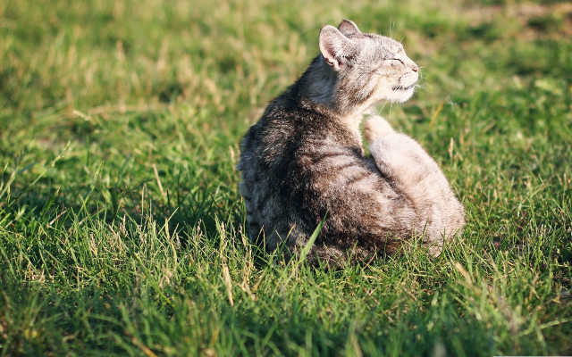 Cat tilted head grass blurry free wallpaper - medium preview image