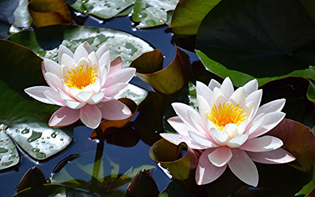 Pink water lilies pond leaves #5 free wallpaper - medium preview image