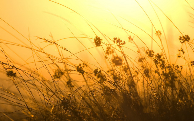Sunset grass field autumn leaves free wallpaper - medium preview image