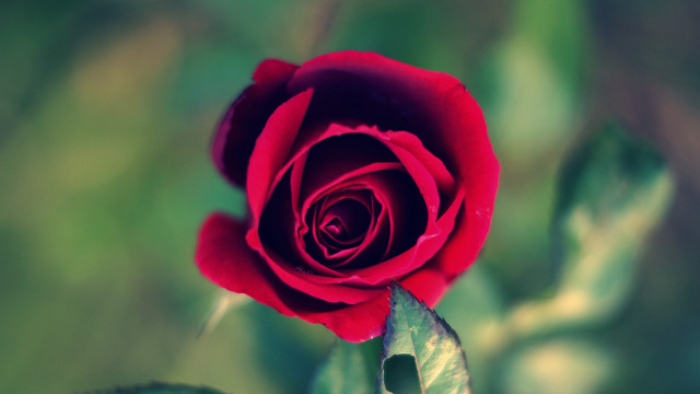 Red rose green leaves blurry #4 free wallpaper - medium preview image