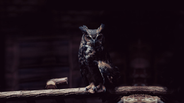 Owl log dark room wooden free wallpaper - medium preview image