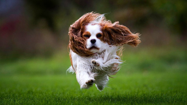 Dog running frisbee photorealistic vogelsang free wallpaper - medium preview image