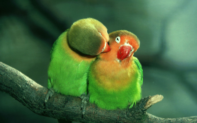 Birds kissing touching green orange free wallpaper - medium preview image