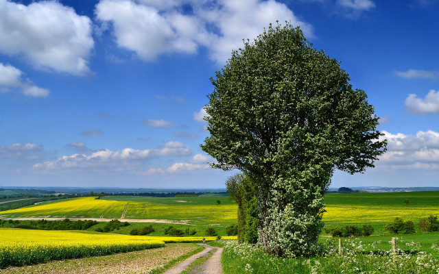 Tree dirt road yellow flowers free wallpaper - medium preview image