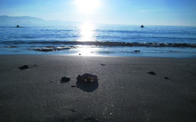 Shell beach sunshine person water free wallpaper - medium preview image