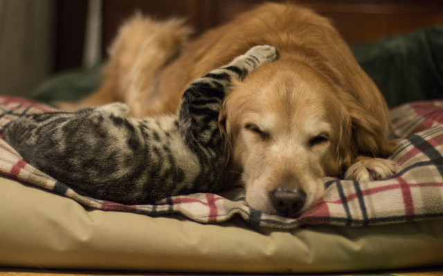 Cat dog sleeping blurry animals free wallpaper - medium preview image