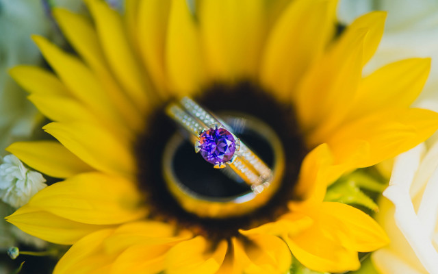 Yellow flower ring sunflower macro free wallpaper - medium preview image
