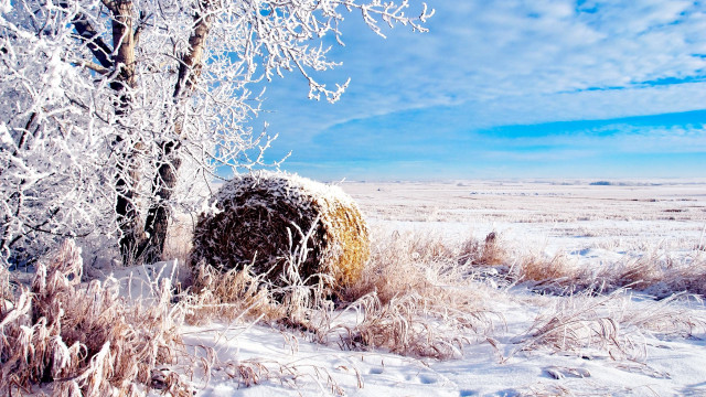 Snowy field tree hay bale free wallpaper - medium preview image