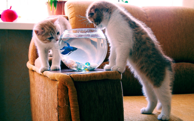 Kittens chair fishbowl surrealism cute free wallpaper - medium preview image