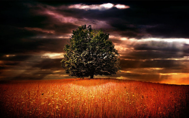 Lone tree field cloudy sky #30 free wallpaper - medium preview image