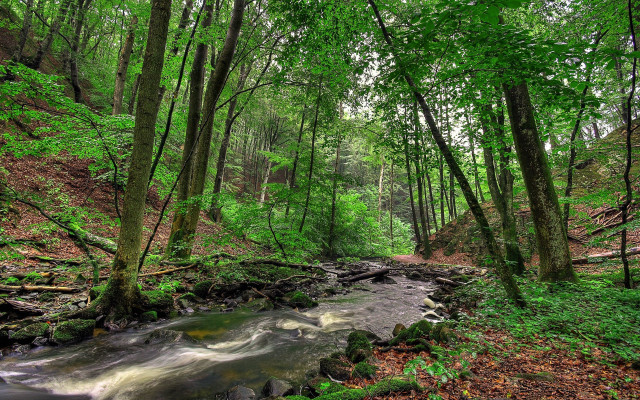 Lush forest stream hillside nature free wallpaper - medium preview image