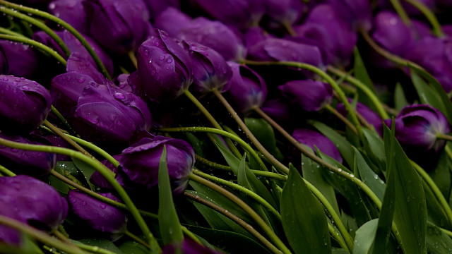Purple flower water droplets gothic #3 free wallpaper - medium preview image