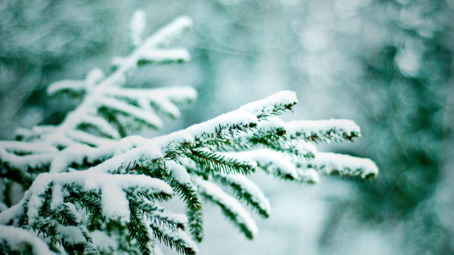 Pine snow branches mountain forest free wallpaper - medium preview image