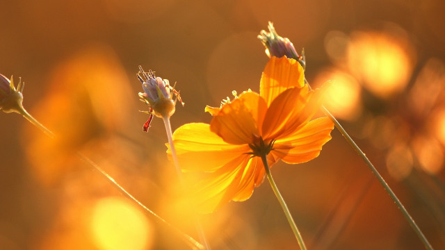 Flower blurry background macro autumn free wallpaper - medium preview image