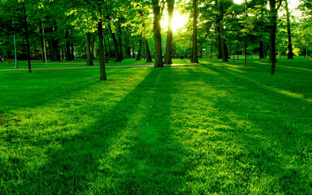 Park green grass trees sunshine free wallpaper - medium preview image