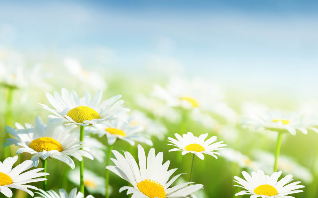 Daisy field flower background white free wallpaper - medium preview image