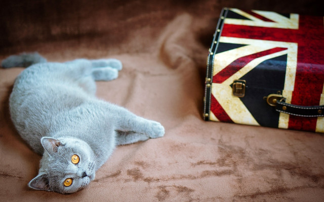 Cat suitcase britishflag bed artsandcrafts free wallpaper - medium preview image