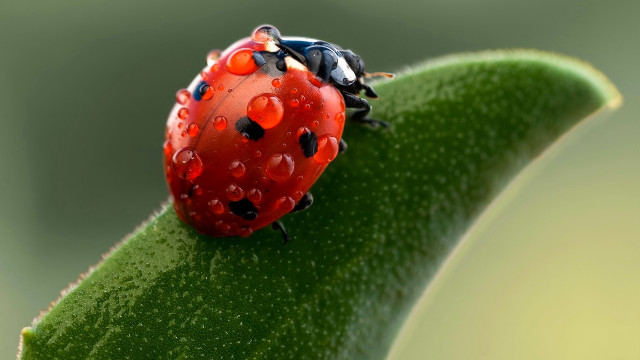 Ladybug green leaf water droplets #7 free wallpaper - medium preview image