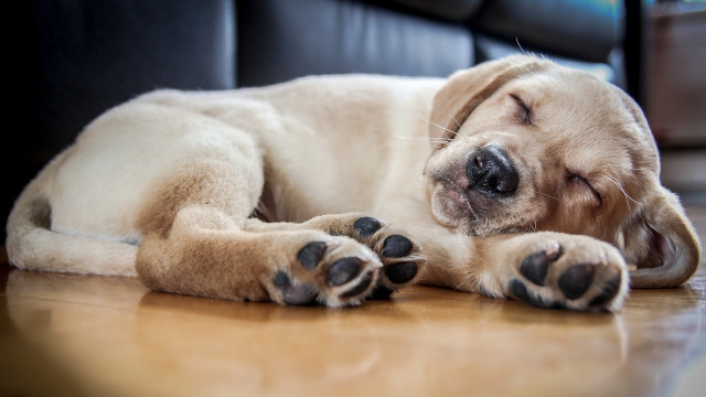 Dog sleeping shiba inu puzzle free wallpaper - medium preview image