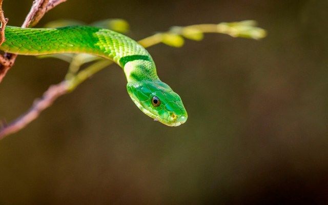 Green snake branch blurry leaves free wallpaper - medium preview image