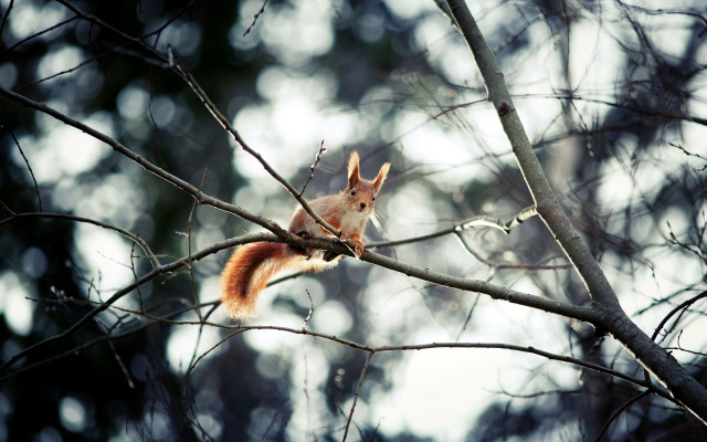 Squirrel surprised branch moon night #2 free wallpaper - medium preview image