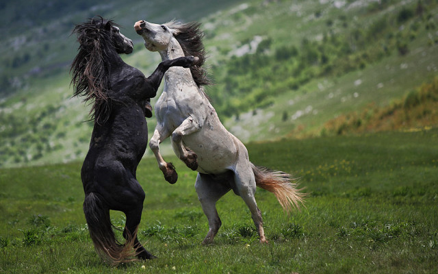 Horses fighting field mountains rearing free wallpaper - medium preview image