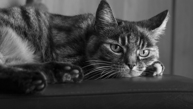 Sad cat leather couch blackwhite free wallpaper - medium preview image