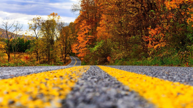 Forest road autumn leaves fire free wallpaper - medium preview image