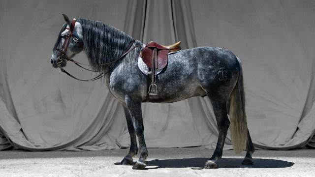 Horse saddle curtained black white free wallpaper - medium preview image