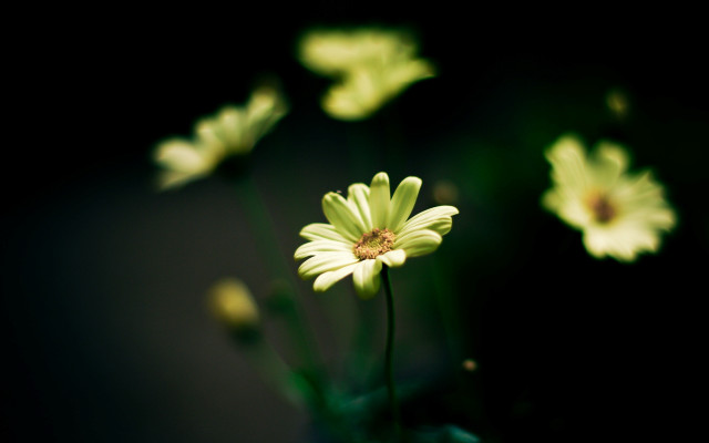 Flower daisy lily wings bokeh free wallpaper - medium preview image