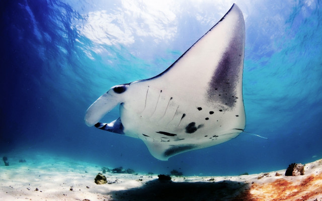 Large fish beach sunbeam ocean free wallpaper - medium preview image