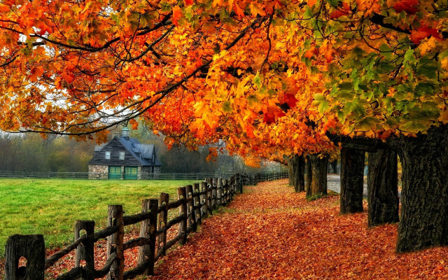 Fence wooden post tree autumn free wallpaper - medium preview image