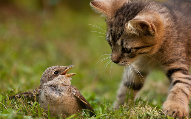 Cat sniffing bird grass open free wallpaper - medium preview image