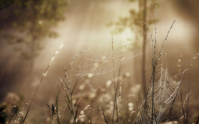 Dew web grass tree fence free wallpaper - medium preview image