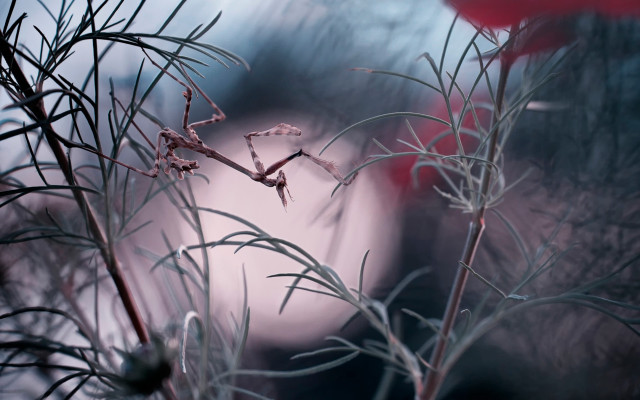 Blurry plant red flower macro free wallpaper - medium preview image