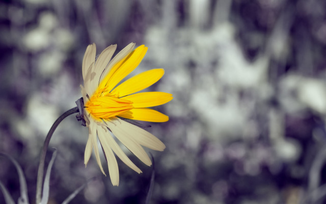 Yellow flower black stem bokeh free wallpaper - medium preview image